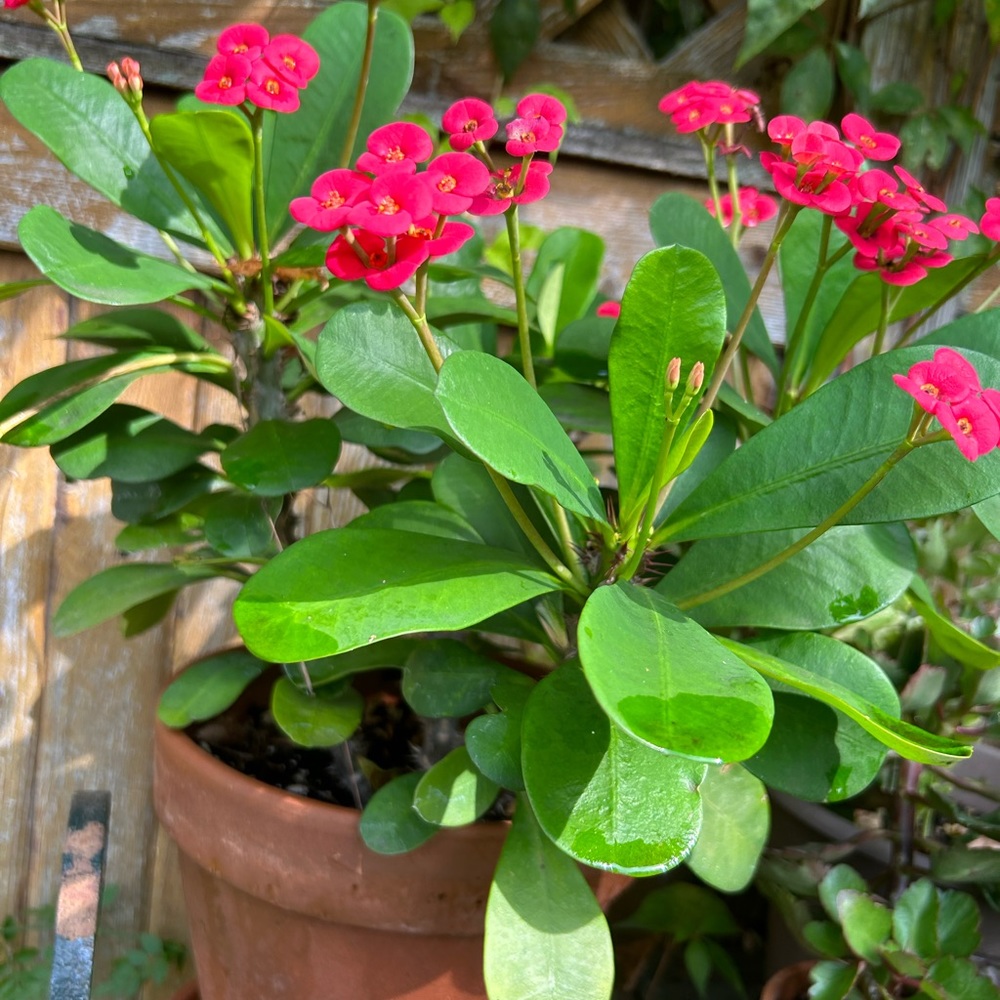 Crown of thorns cutting - Picture 2 of 7